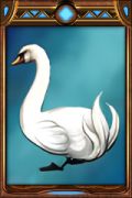 Swan